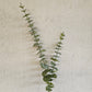 Faux Spiral Eucalyptus Spray
